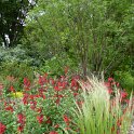 Stipa tenuifolia et Salvia microphylla